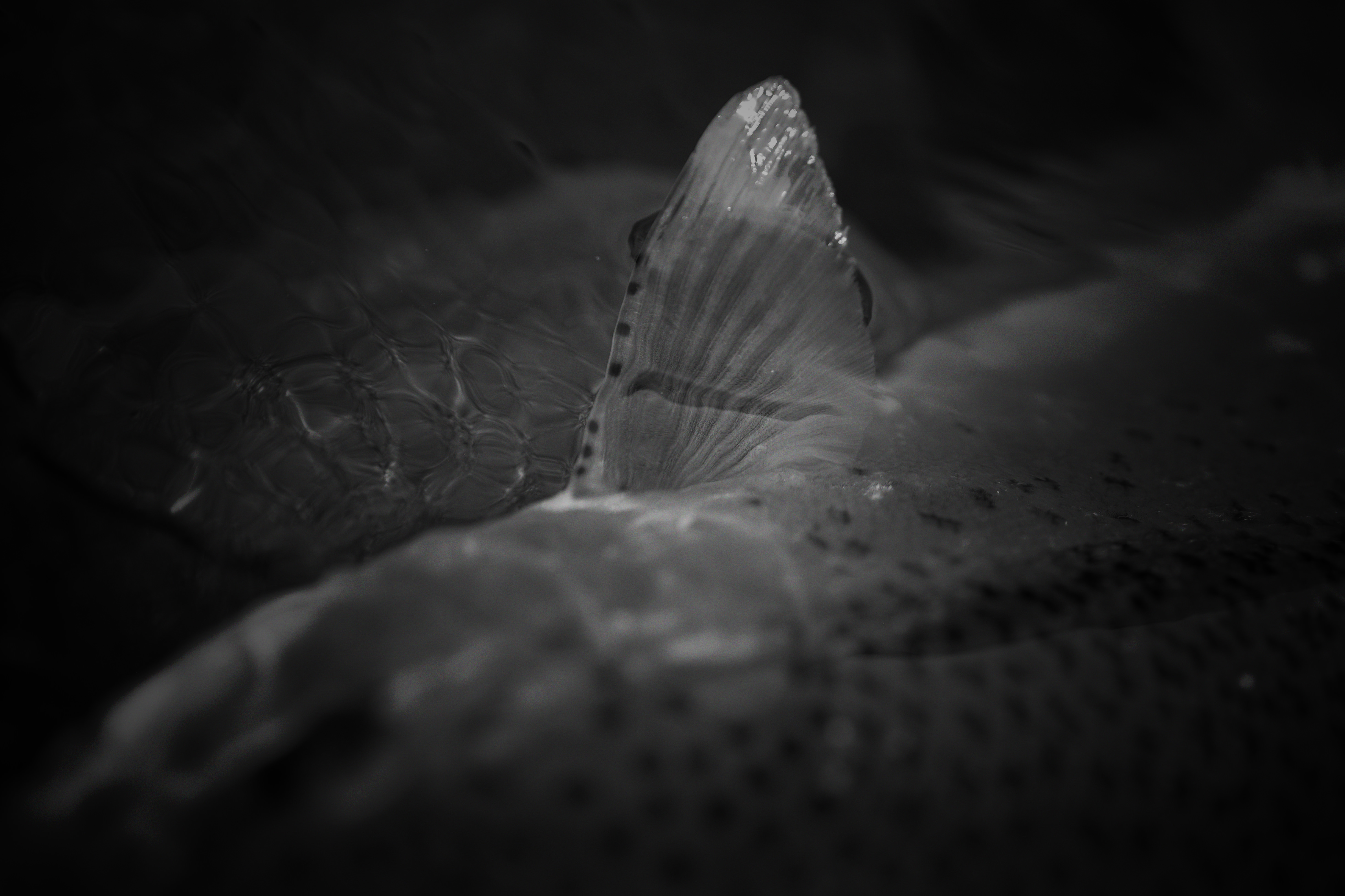 Hoozuki All Handmade Balsa Minnow